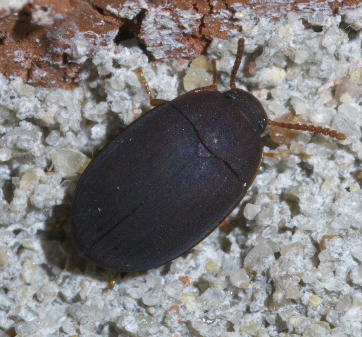 Platydema чернотелки