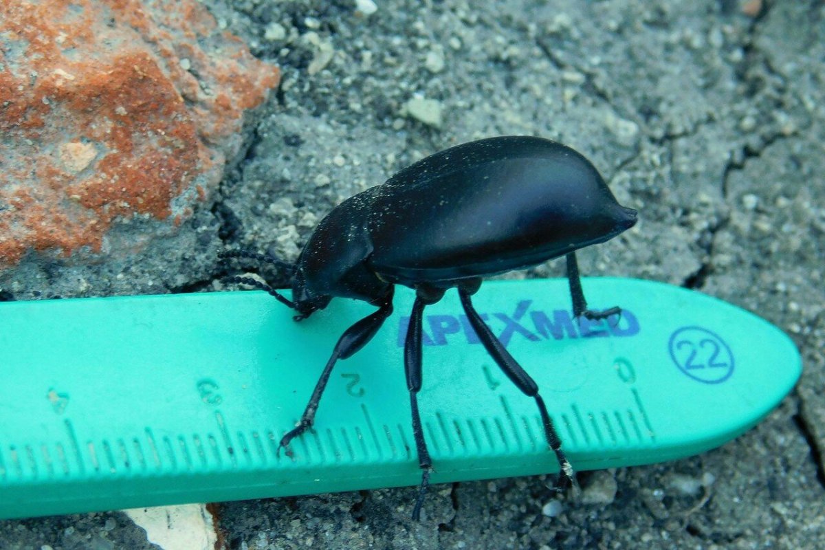 Жук медляк чернотелка