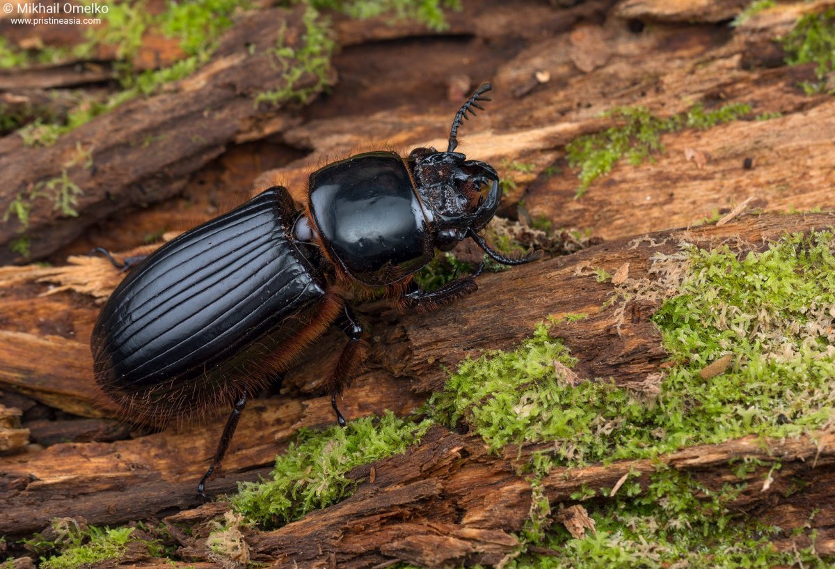 Сахарные жуки Passalidae