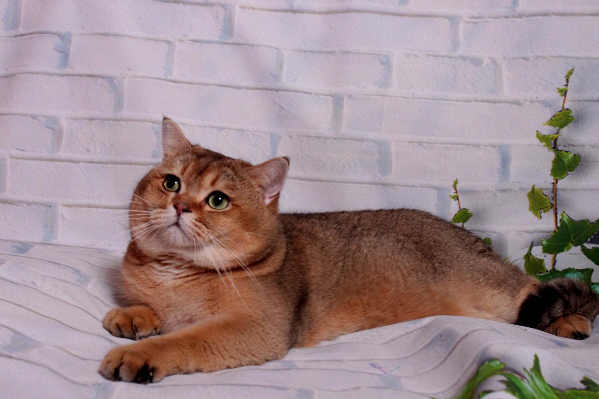 Скоттиш страйт Золотая шиншилла