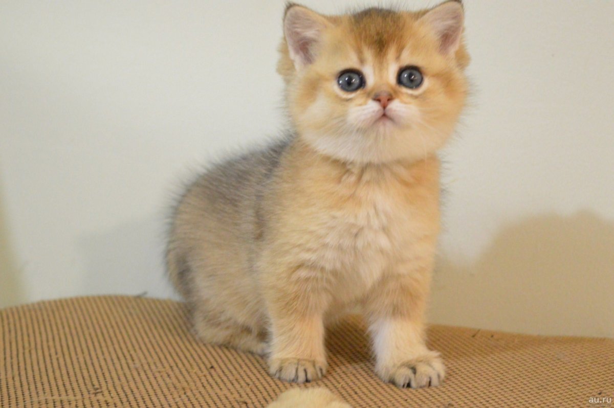 Шотландская Золотая тикированная шиншилла