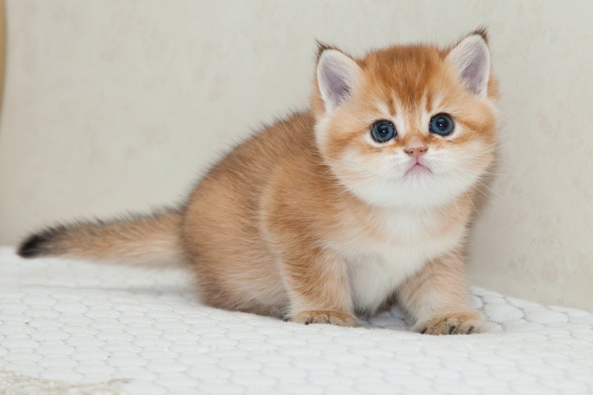 Британская золотистая шиншилла dy12