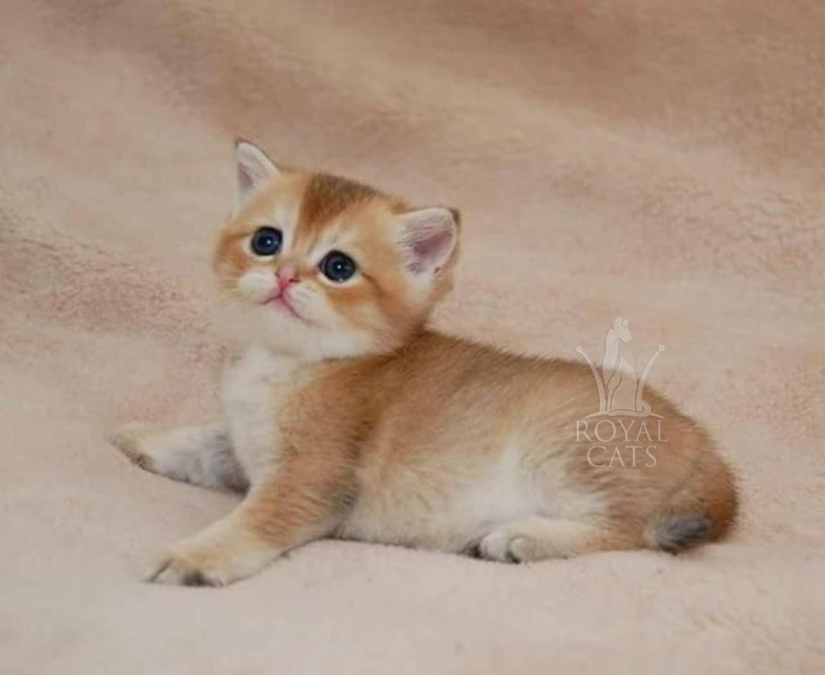 Золотая шиншилла кошка прямоухая