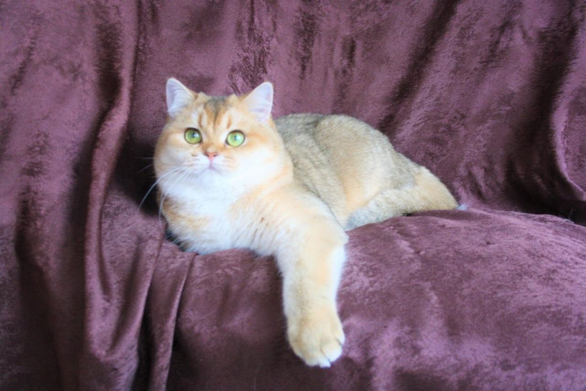 Шотландская шиншилла ny11