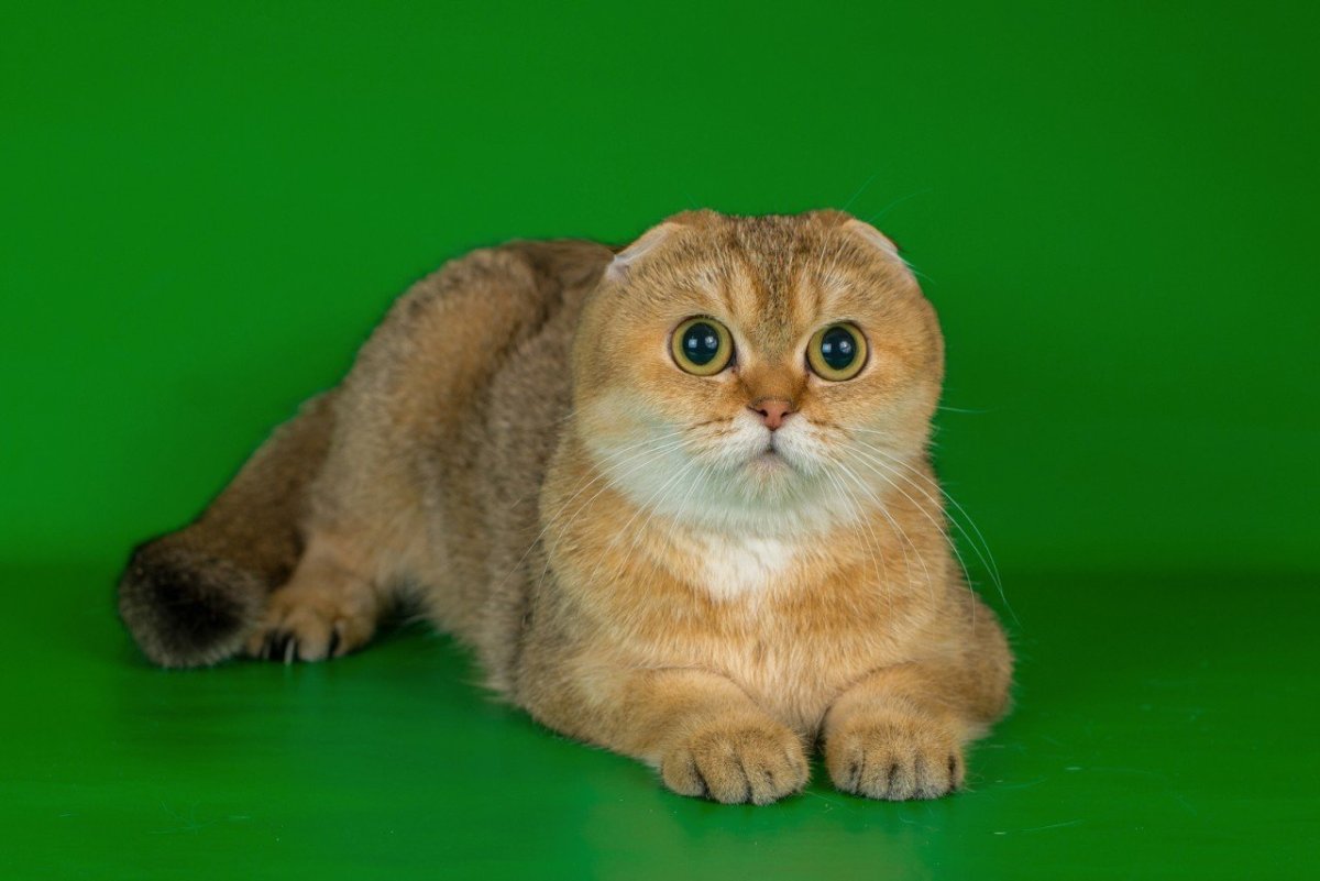 Скоттиш Золотая шиншилла