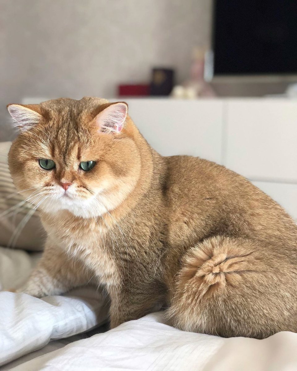 Британская Золотая шиншилла Манчкин