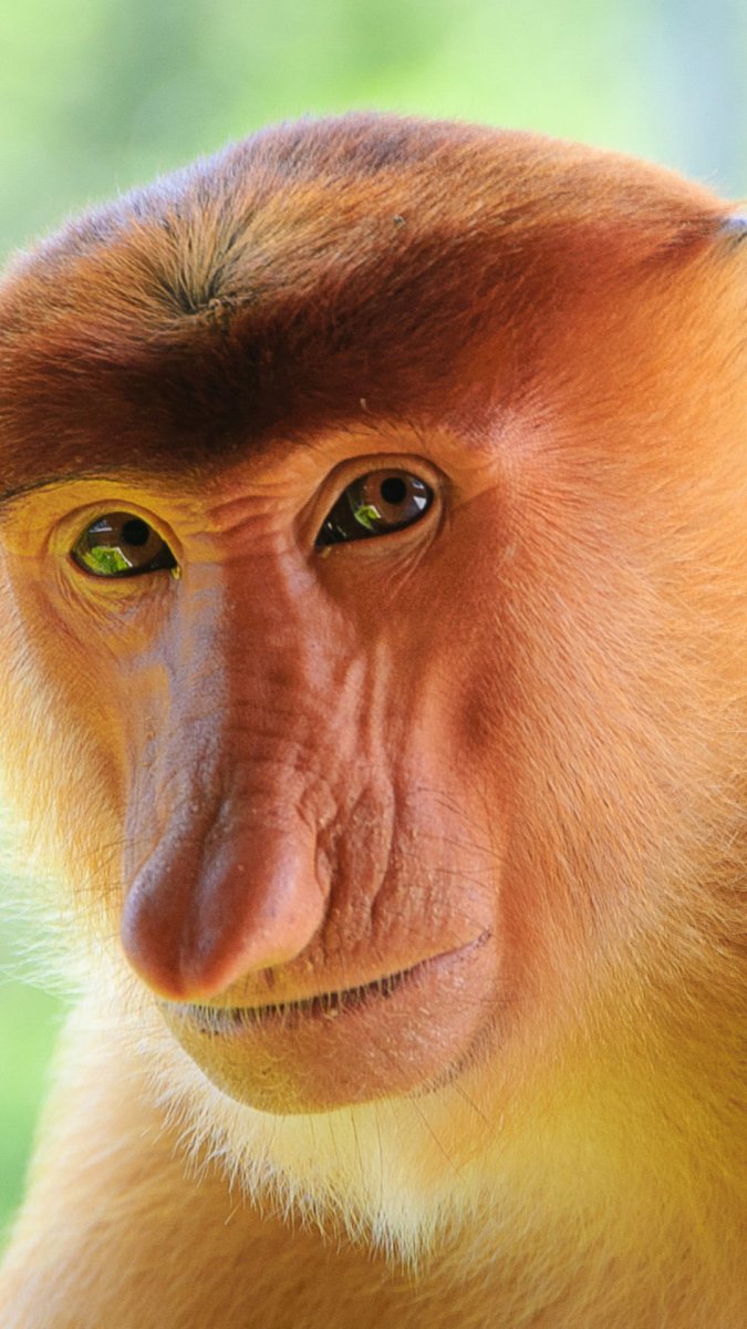 Обезьяна с носом