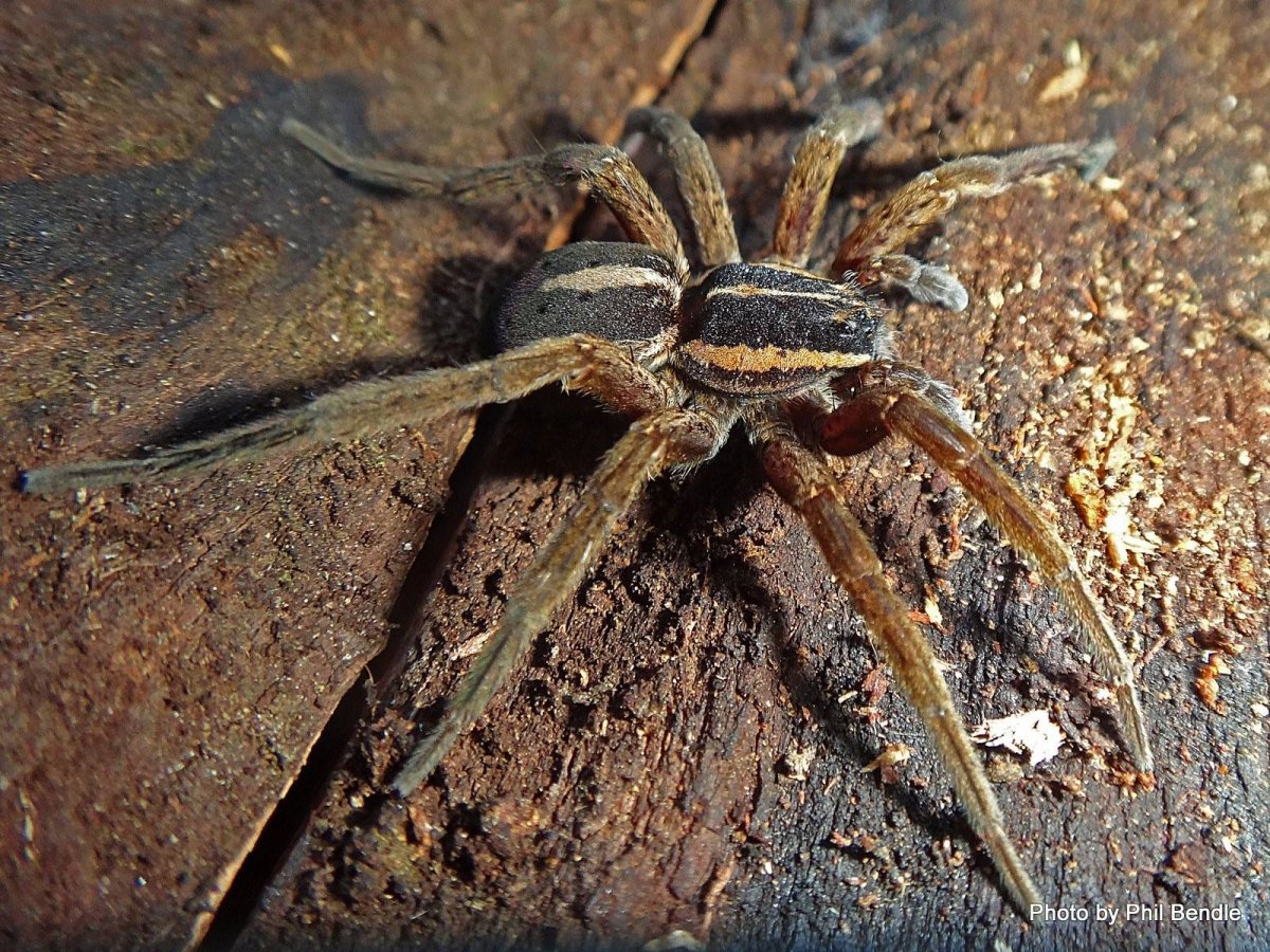 Доломедес минор