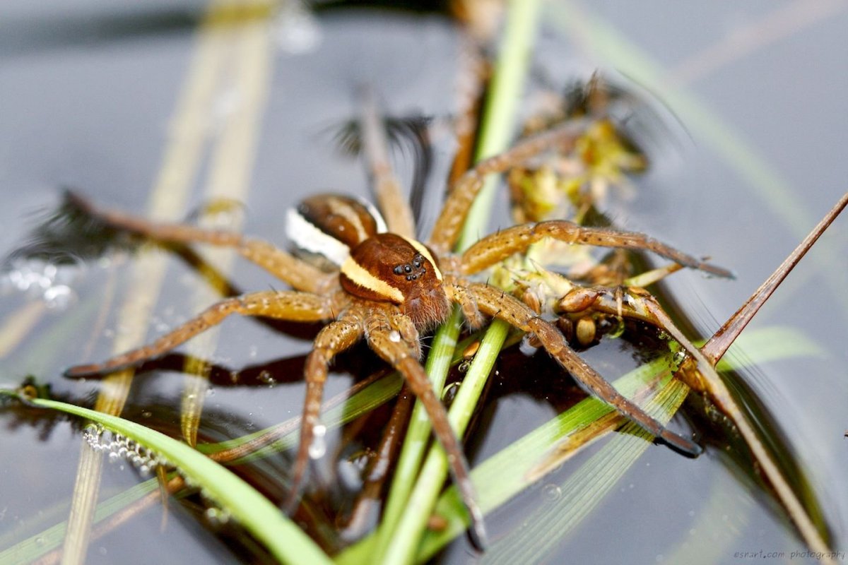 Паук доломедес (Dolomedes fimbriatus)