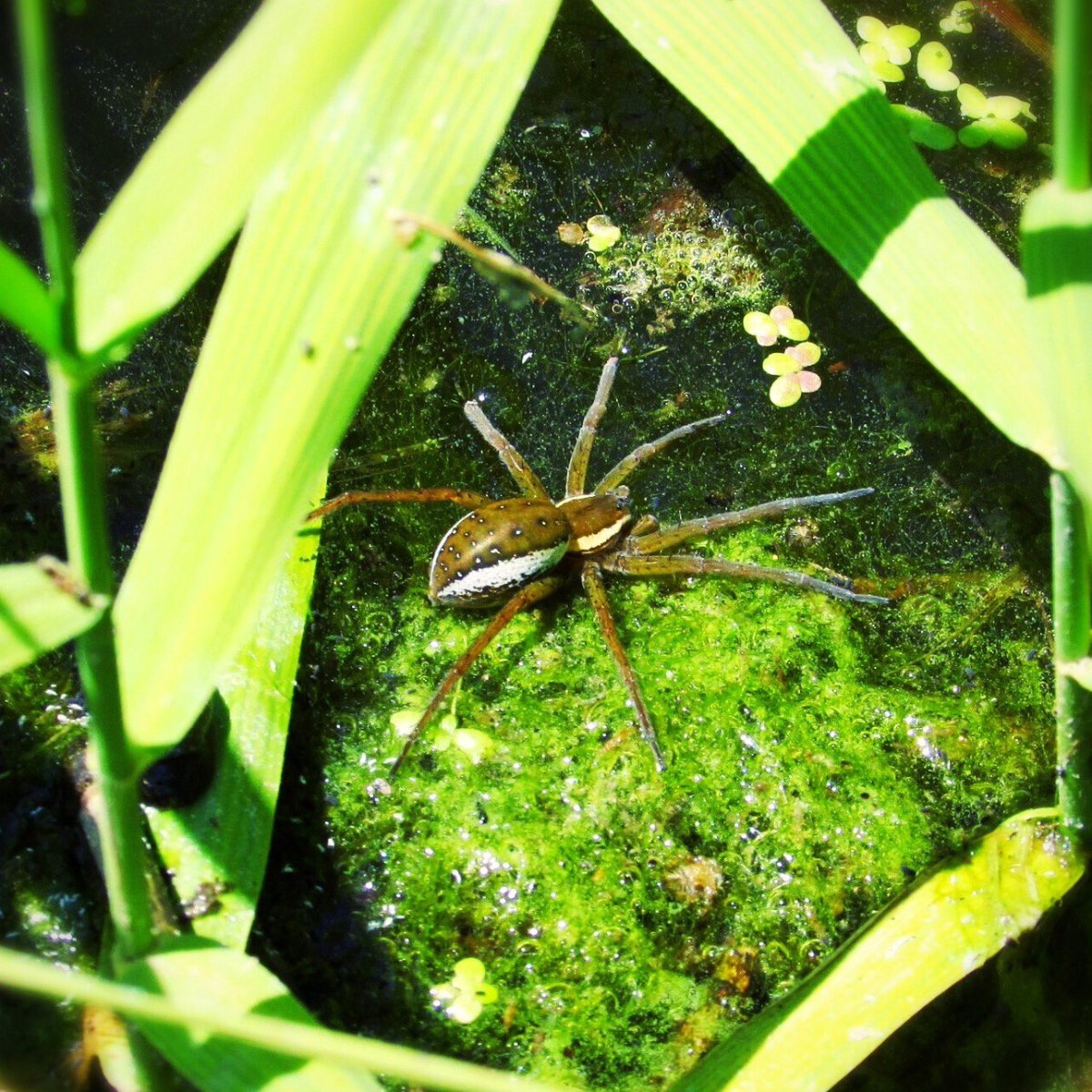 Паук-рыболов паук доломедес рыболов