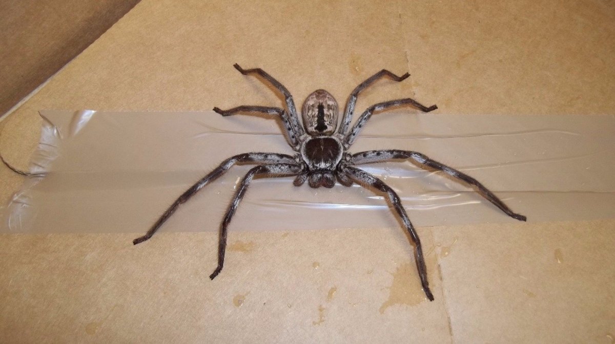 Паук охотник Хантсмен