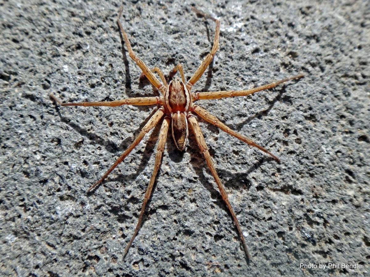Dolomedes fimbriatus паук Тарантул