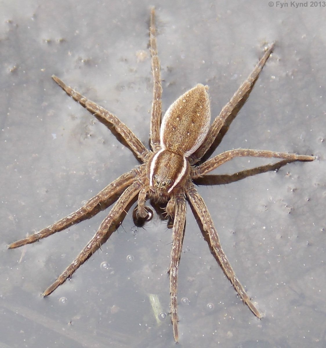 Dolomedes fimbriatus паук