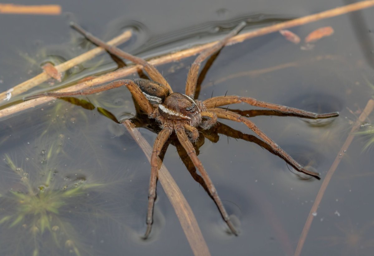 Паук-рыболов паук доломедес рыболов