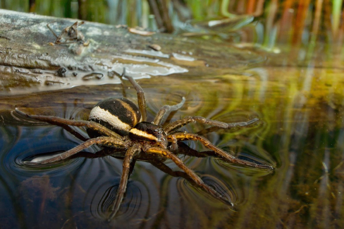Dolomedes fimbriatus паук
