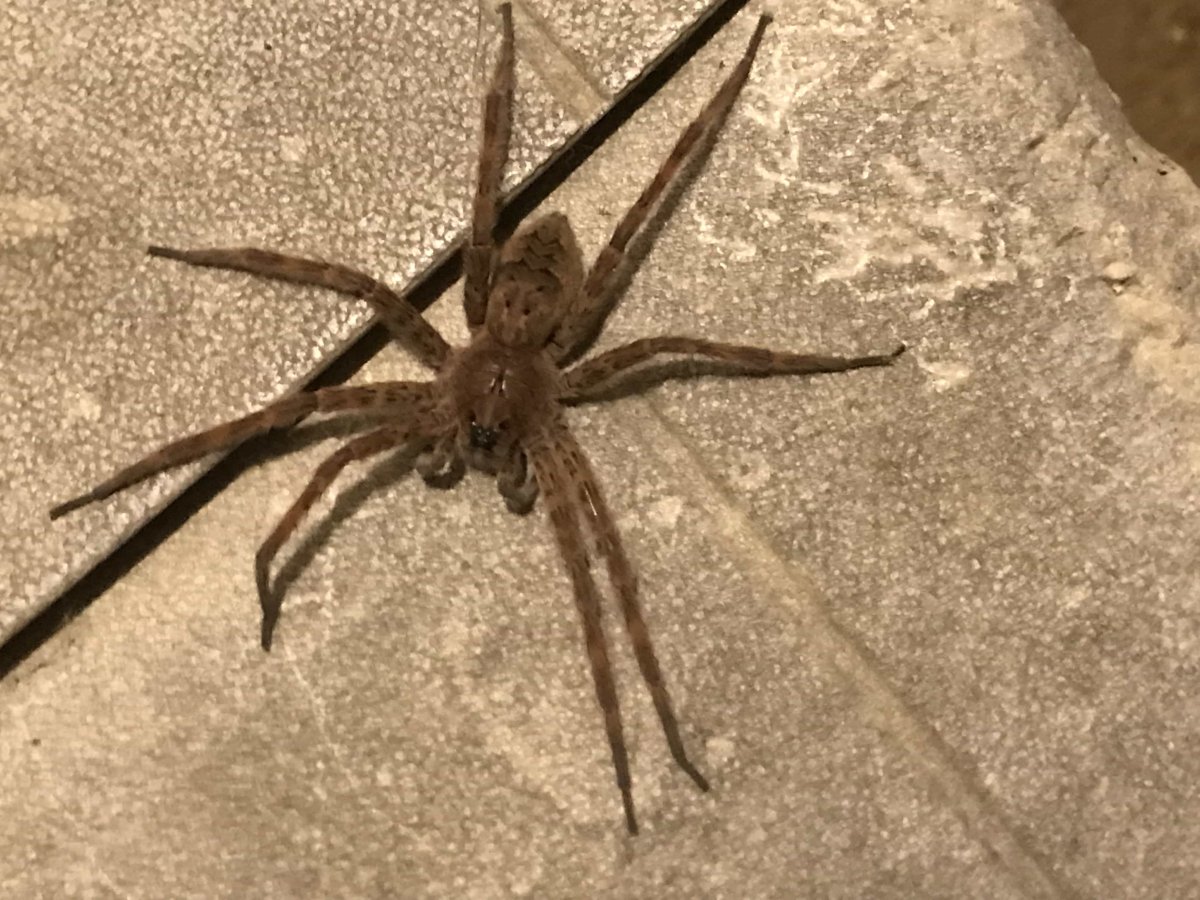 Dolomedes tenebrosus (Dark Fishing Spider