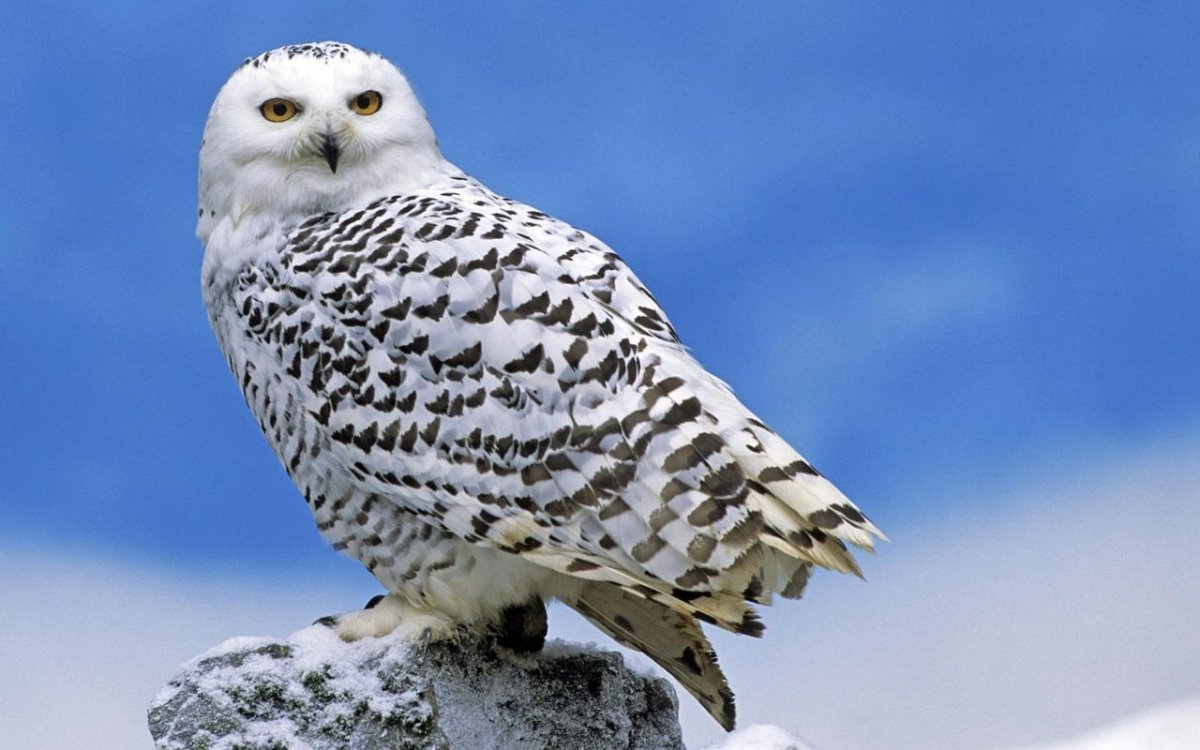 Полярная Сова в тундре