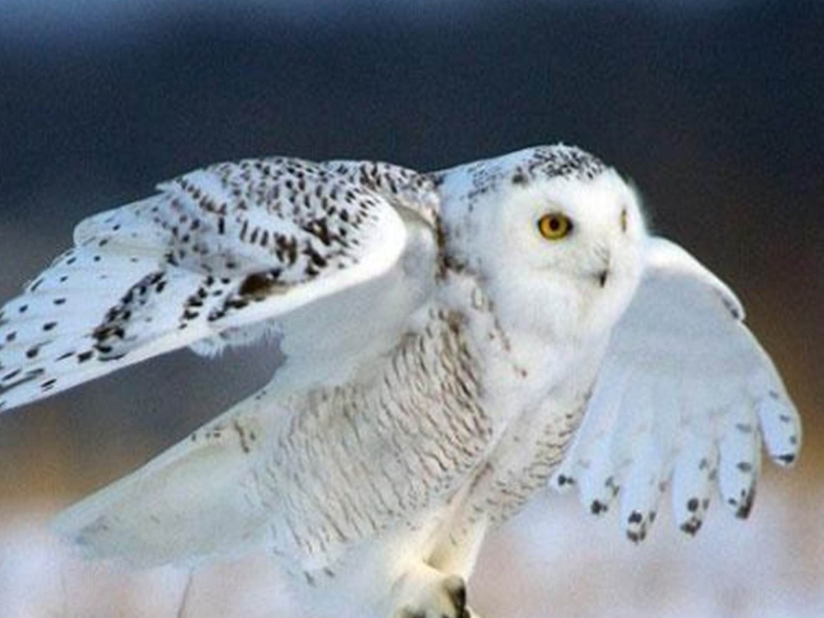 Полярный Сыч