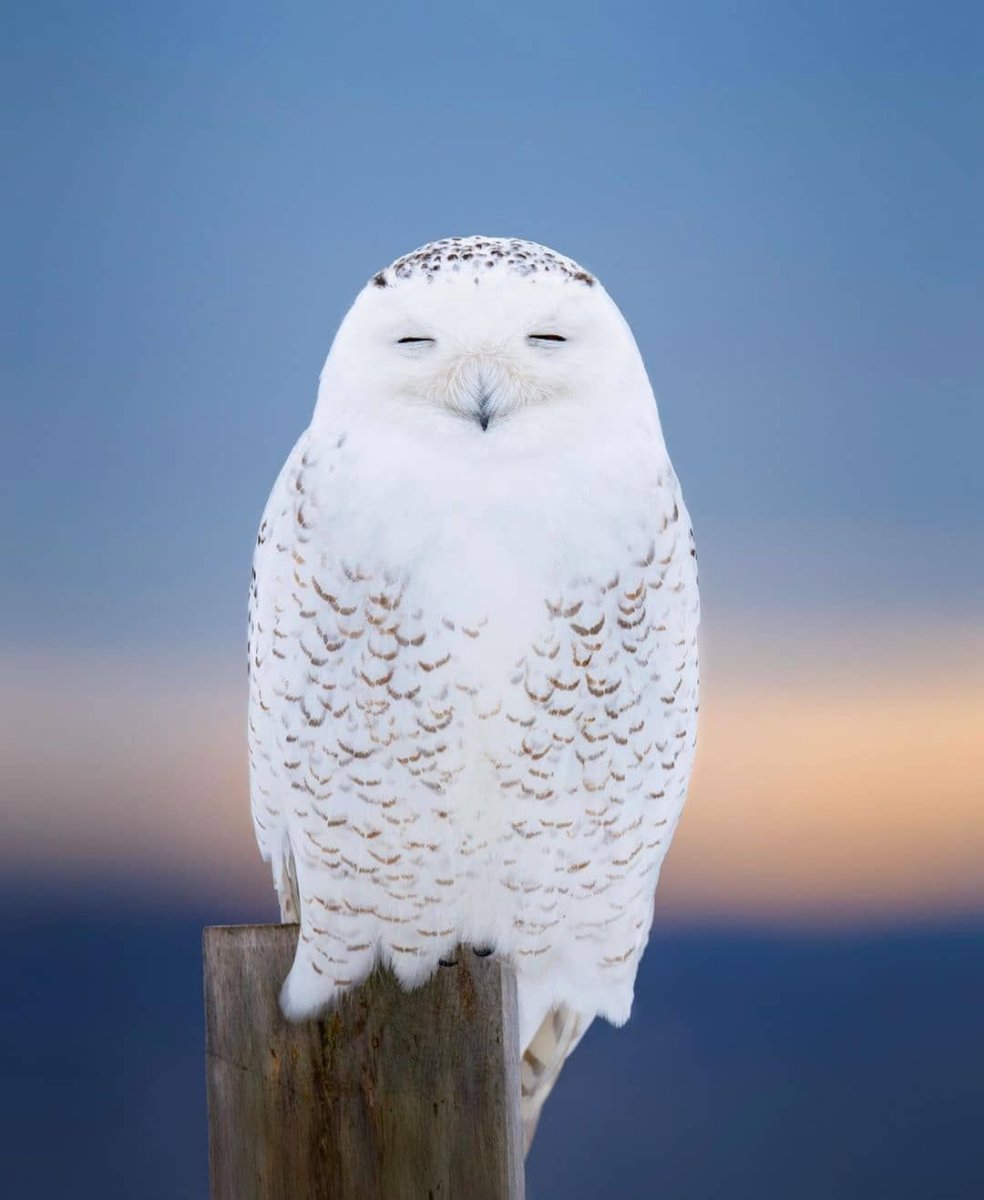 Группа любопытная Сова