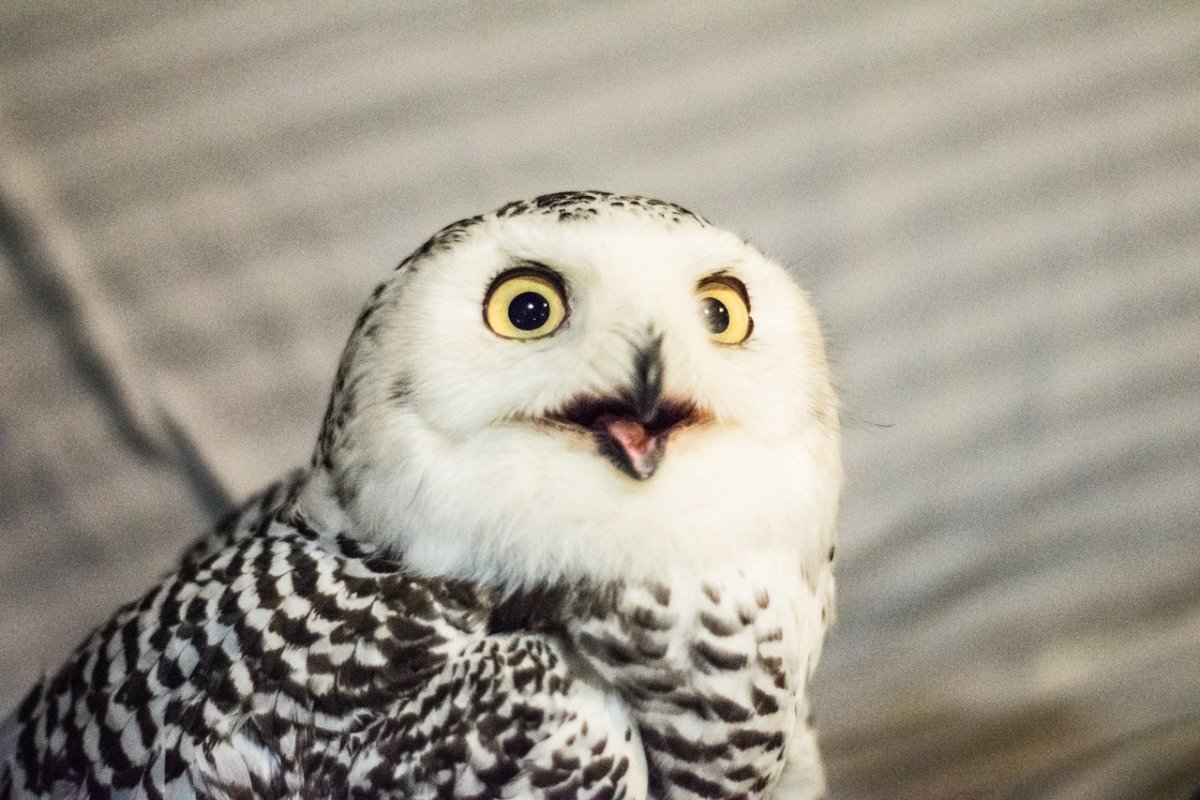 Домашняя Полярная Сова цена Живая