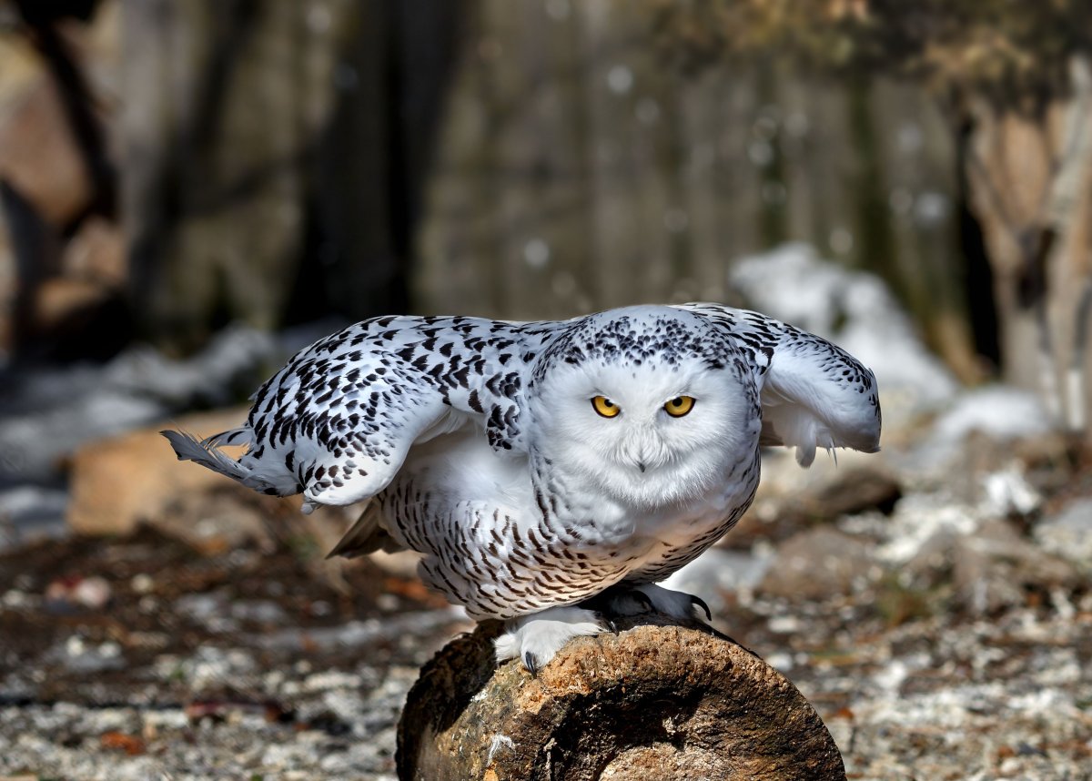 Кудрявая Сова