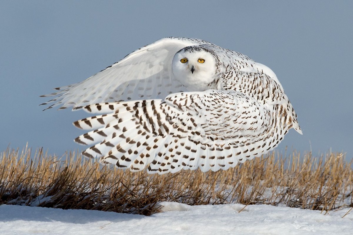 Полярная Сова в тундре