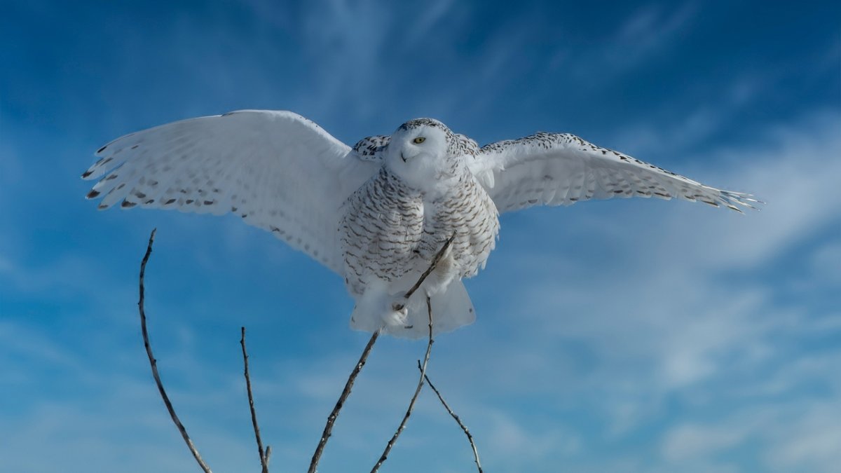 Совы Полярные