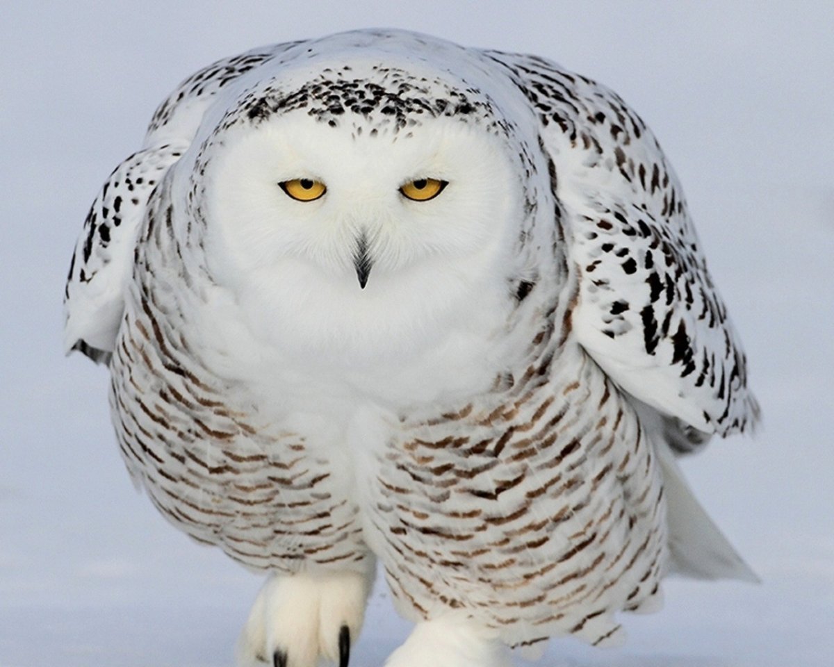 Чучело полярной Совы