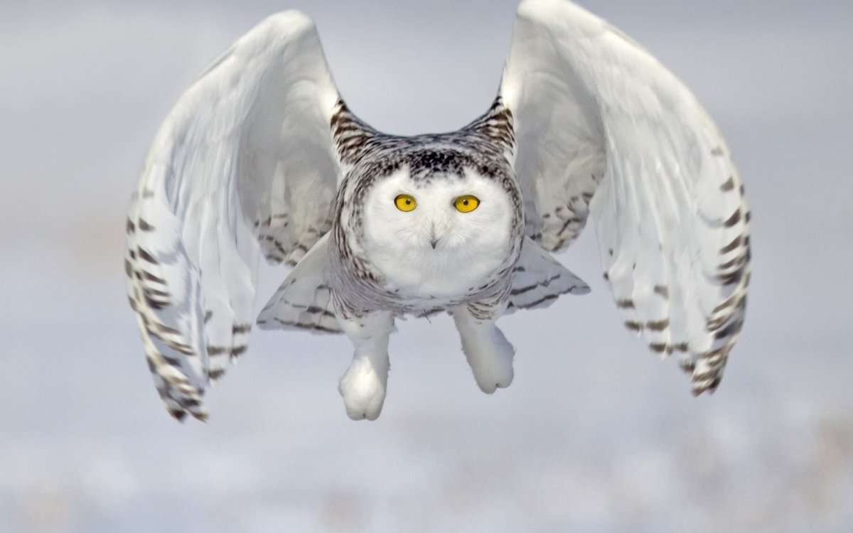 Полярная Сова размах крыльев