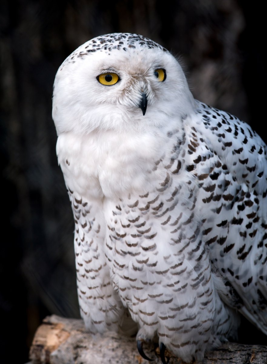 Гибрид филина и полярной совы