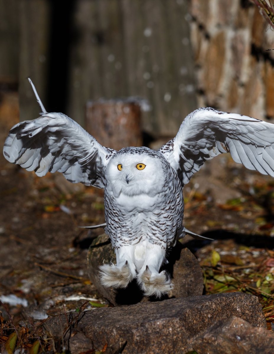 Полярная Сова птица