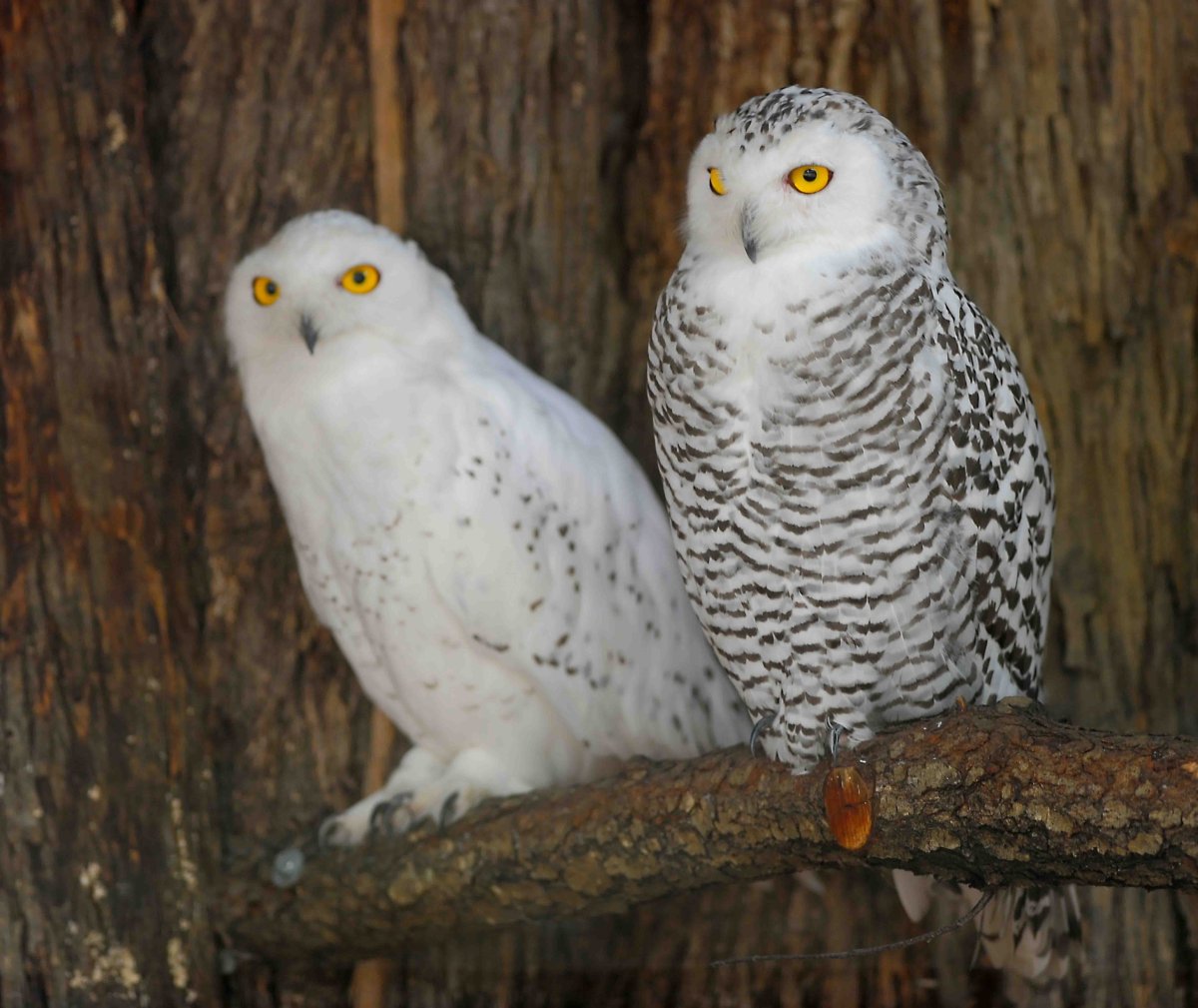 Полярная Сова самец и самка