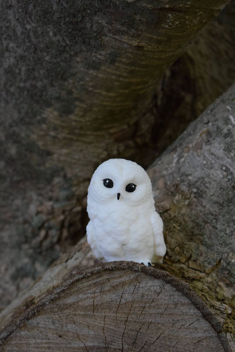 Полярная Сова птенцы