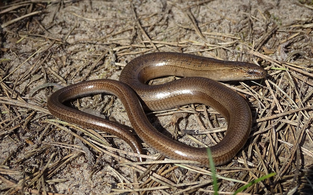 Обыкновенная медянка ящерица