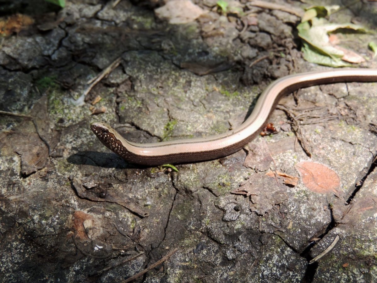 Веретеницевые ящерицы