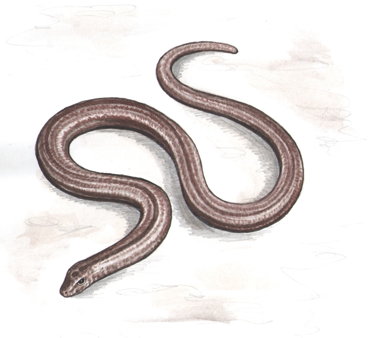 Веретеница ломкая красная книга