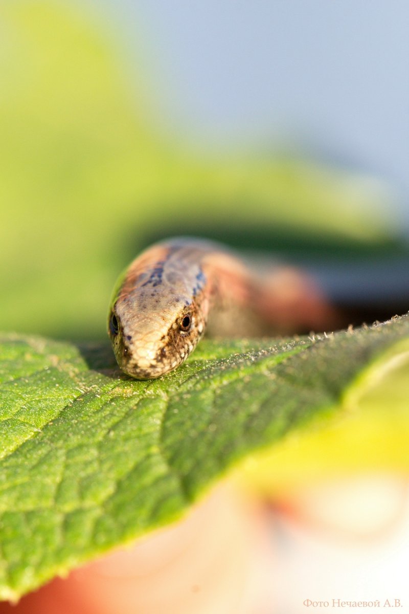 Медяница веретеница ящерица