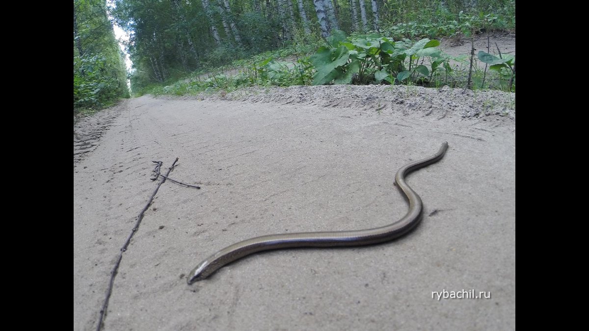 Обыкновенная медянка ядовитая или нет