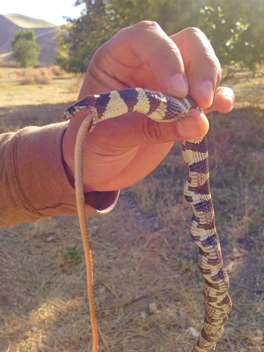 Настоящие змеи