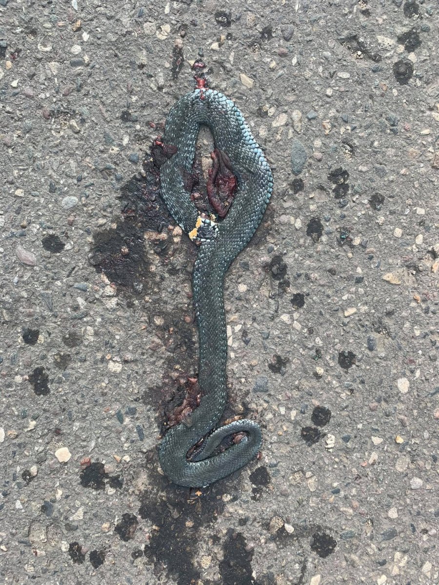 Ядовитые змеи в Татарстане