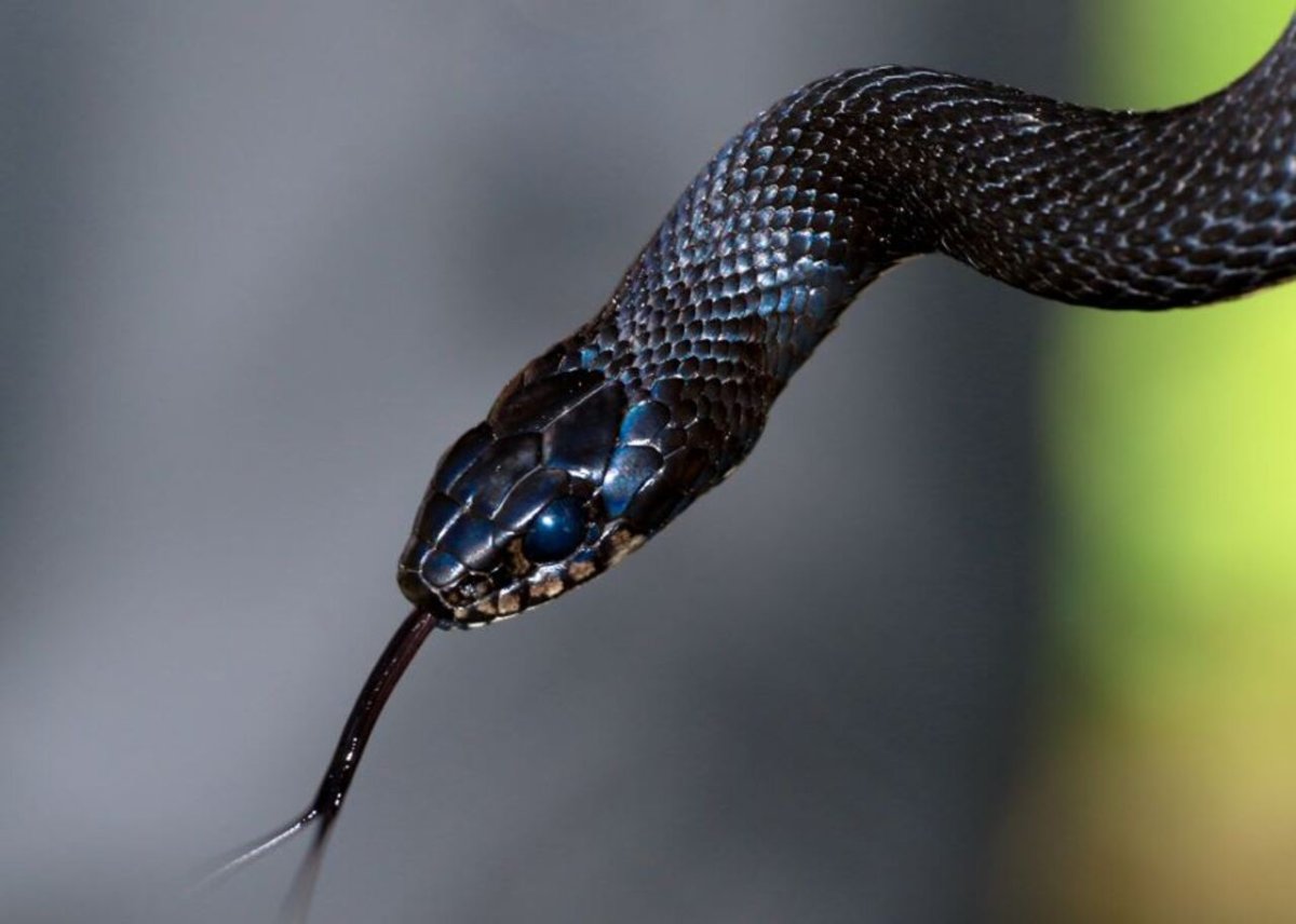 Змеи Подмосковья