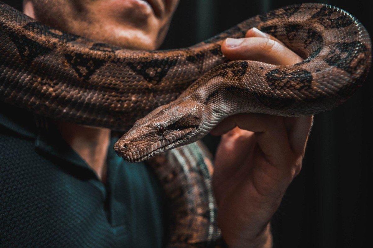 Змея на шее человека