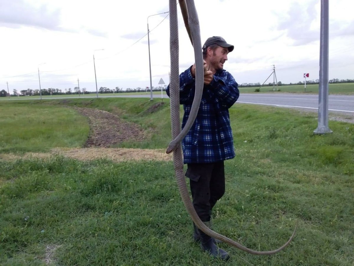 6 Метровый желтобрюхий полоз