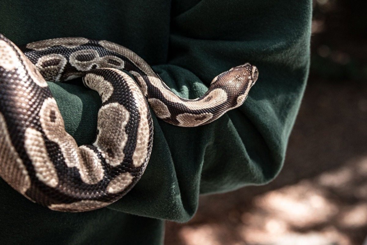 Королевский питон