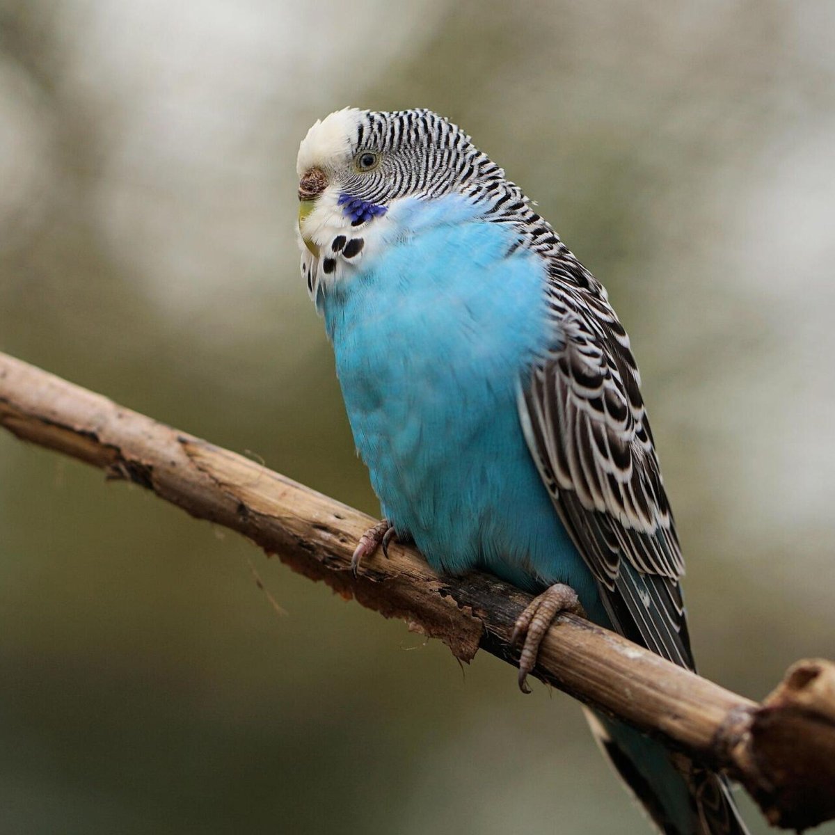 Волнистый попугай Budgie