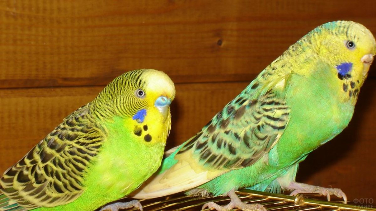 Волнистый попугайчик зеленый