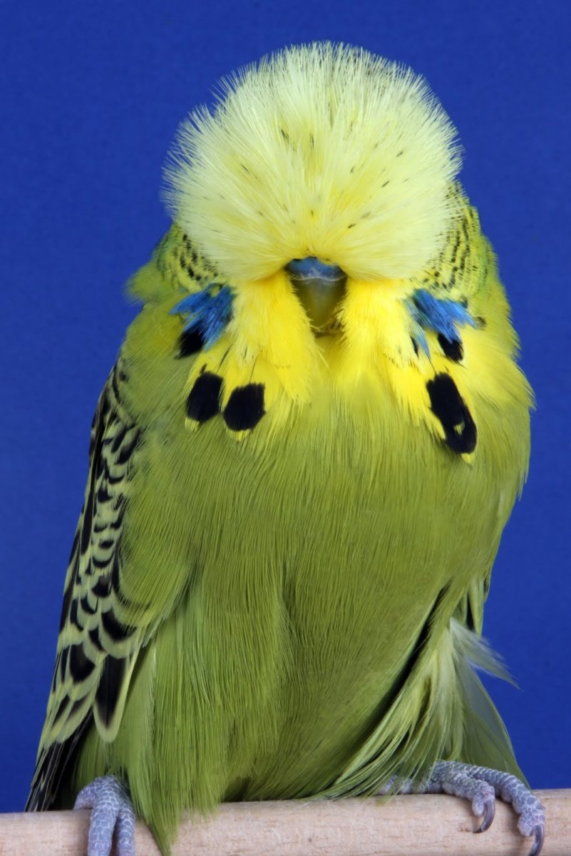 Волнистый попугай Чех