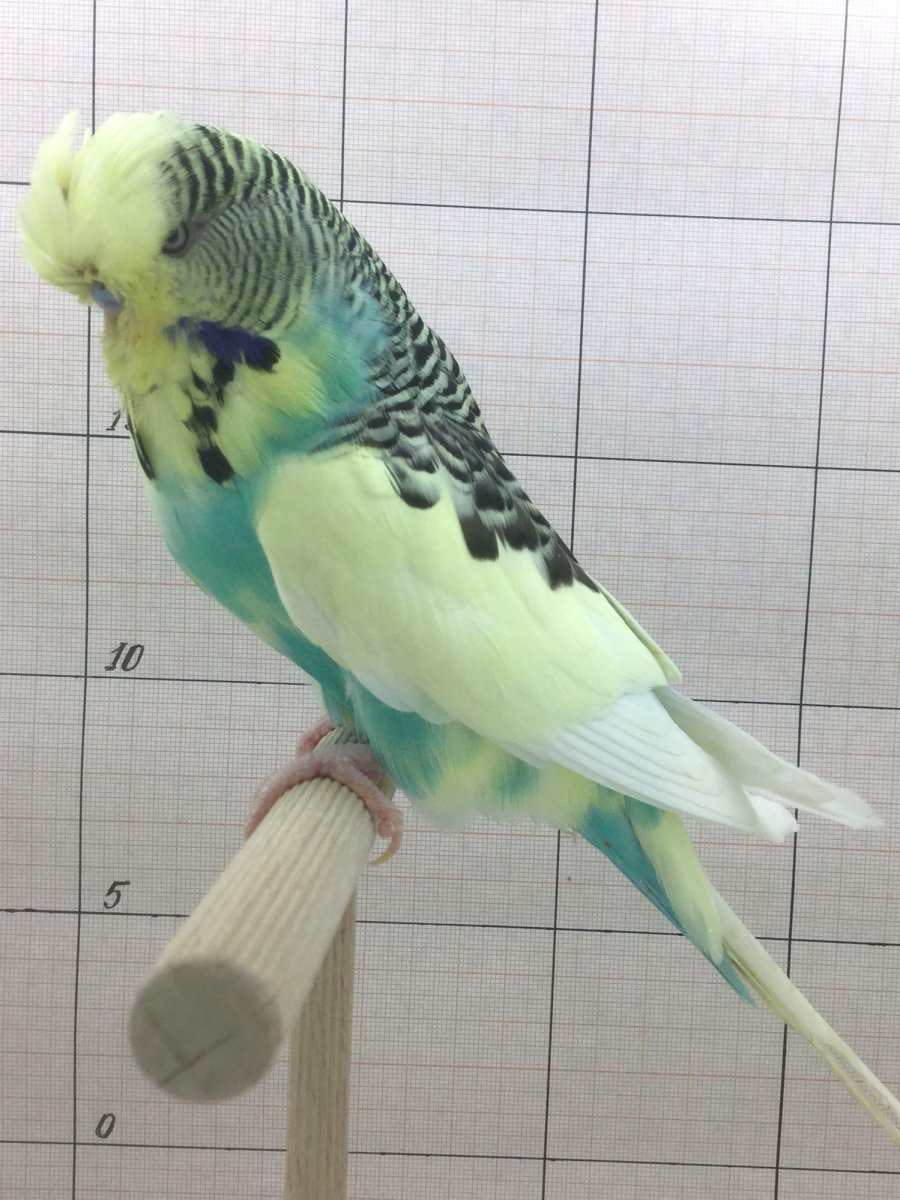 Пинто волнистый попугай