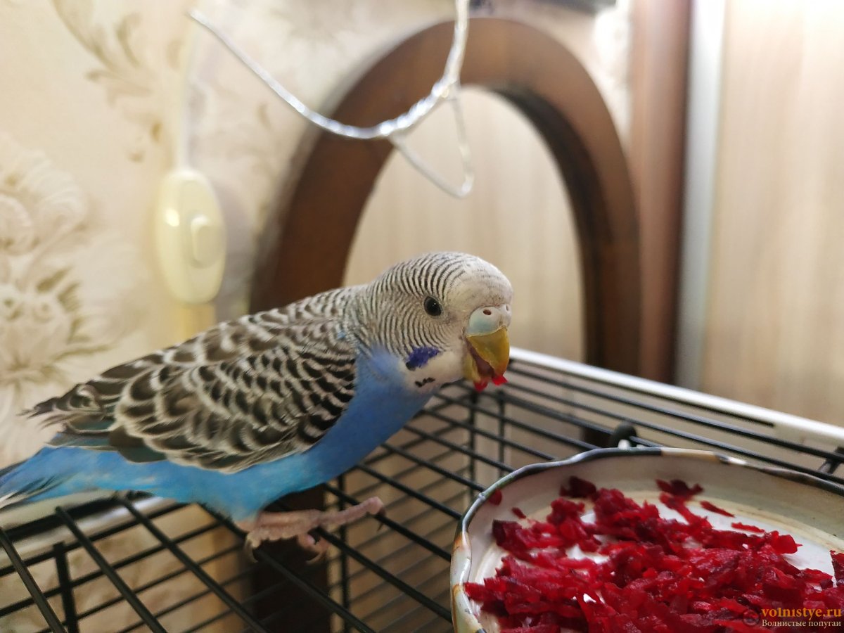 Попугайчик Рио