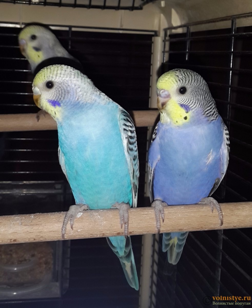 Волнистый попугайчик фиолетовый